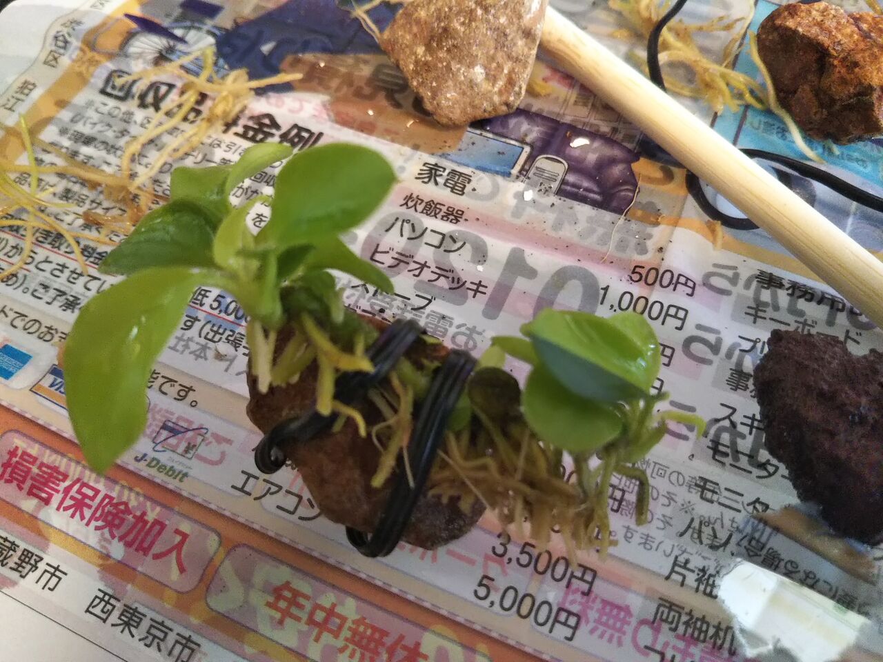 30センチ水槽 水草追加 タイガーロタスレッド ラゲナンドラとか 狭くても楽しくガーデニング アクアリウム