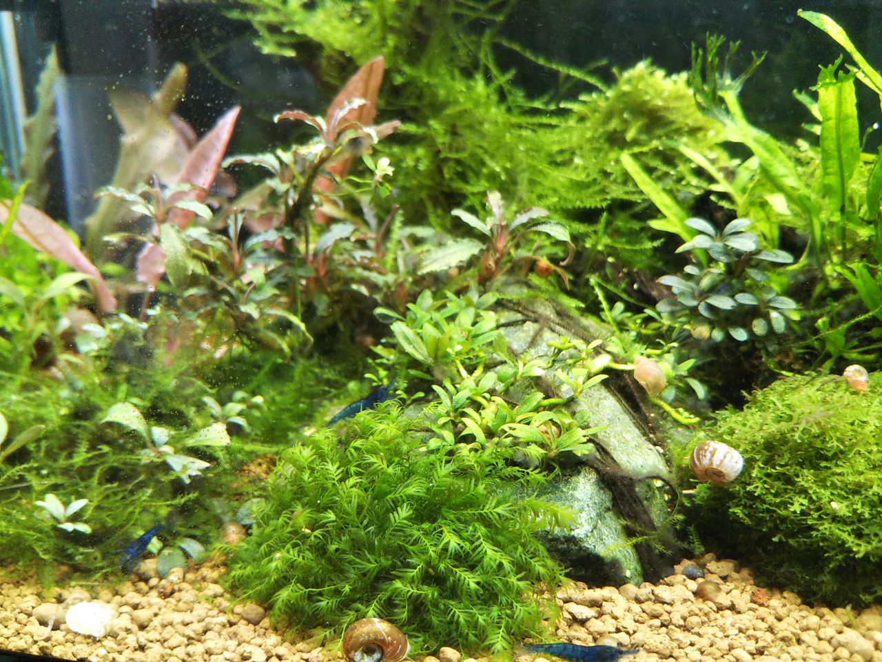 日本庭園 苔庭 風な水景 30センチ水槽 狭くても楽しくガーデニング アクアリウム 日本庭園 苔庭 風な水景 30センチ水槽 狭くても楽しくガーデニング アクアリウム