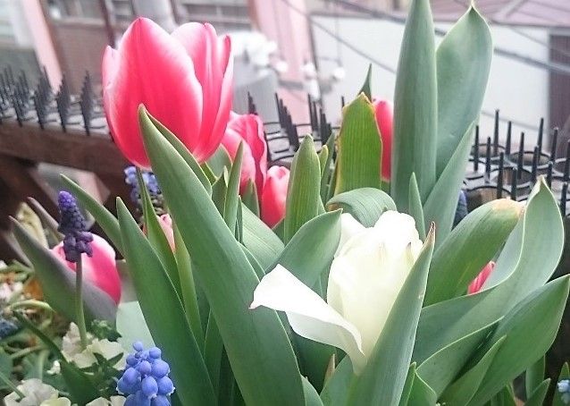 暖かすぎて チューリップ 狭くても楽しくガーデニング アクアリウム