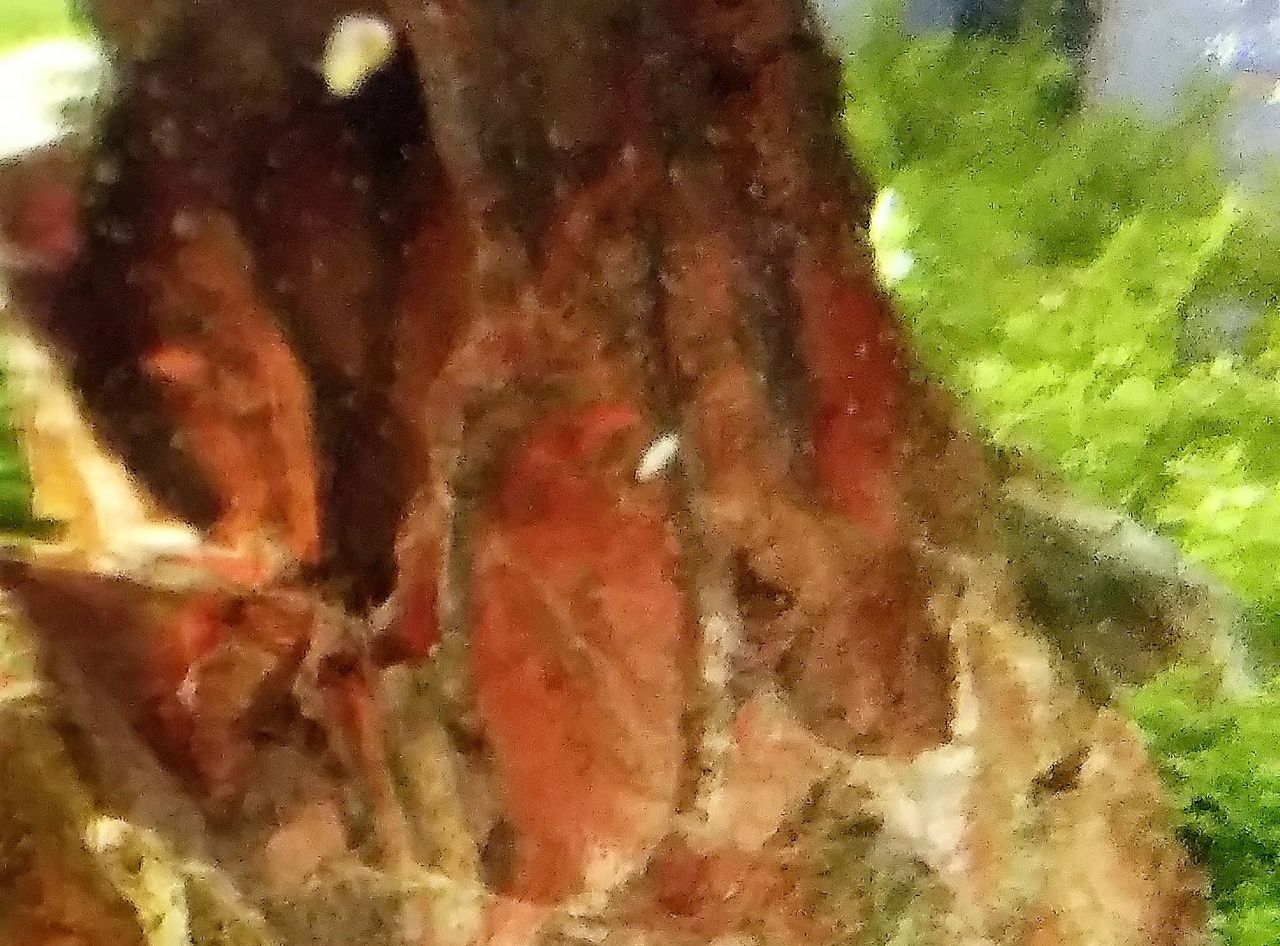 エビボトルにミジンコ が 狭くても楽しくガーデニング アクアリウム エビボトルにミジンコ が 狭くても楽しくガーデニング アクアリウム