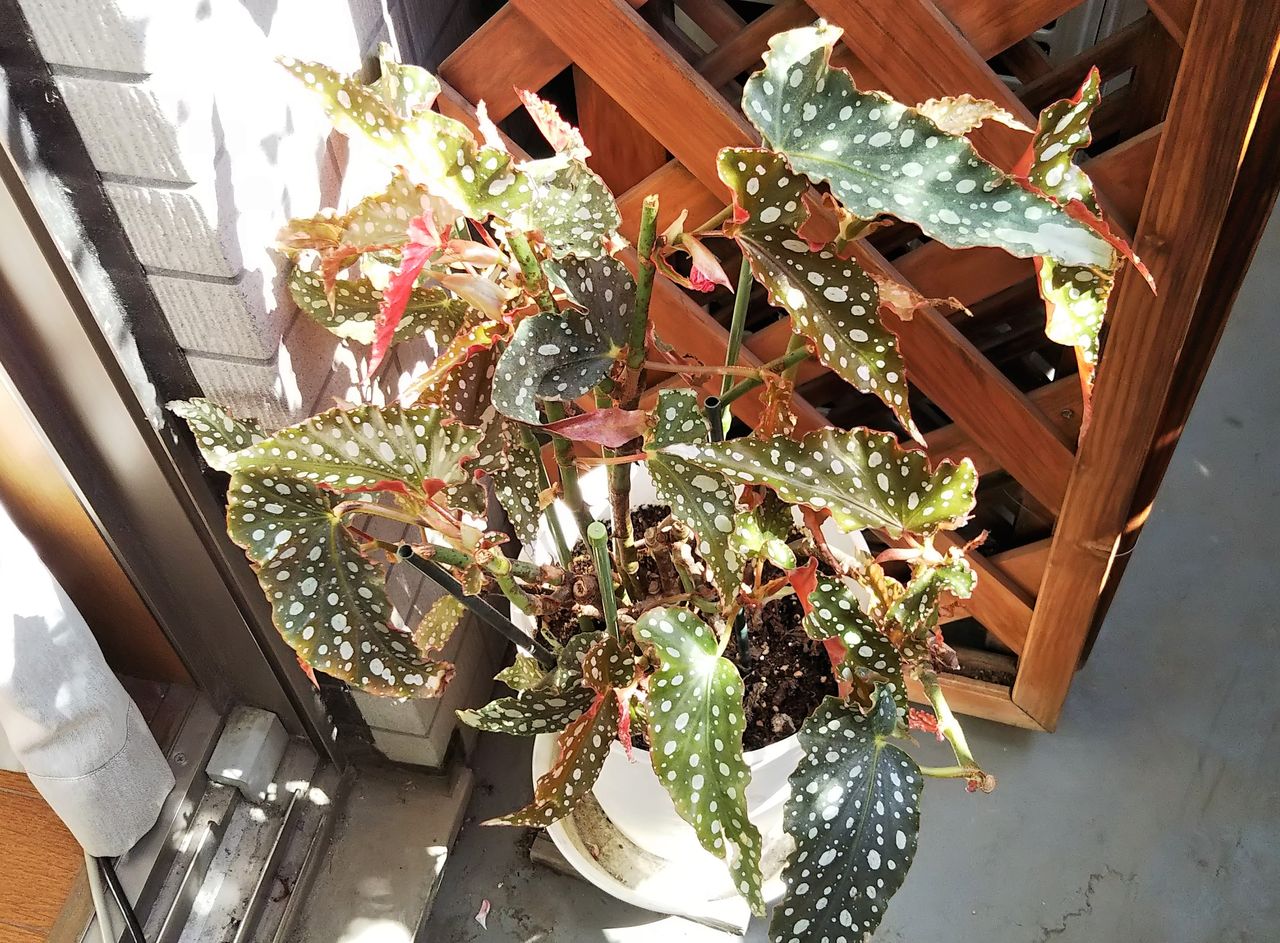 木立ベゴニアの芽吹き 多肉 狭くても楽しくガーデニング アクアリウム 木立ベゴニアの芽吹き 多肉 狭くても楽しくガーデニング アクアリウム