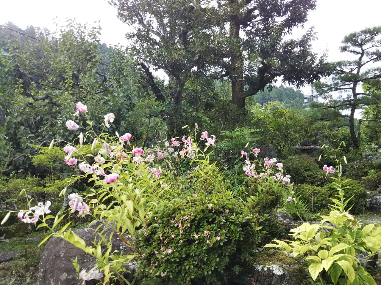 実家でいろいろ採取 狭くても楽しくガーデニング アクアリウム