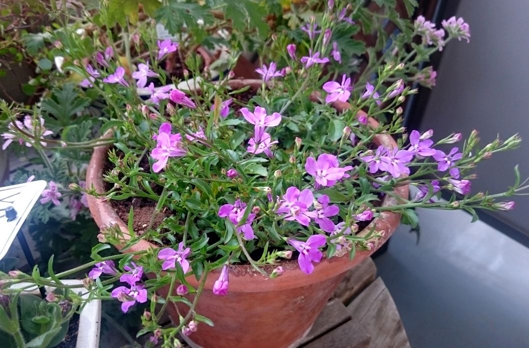 夏に向けて アズーロコンパクト 狭くても楽しくガーデニング アクアリウム