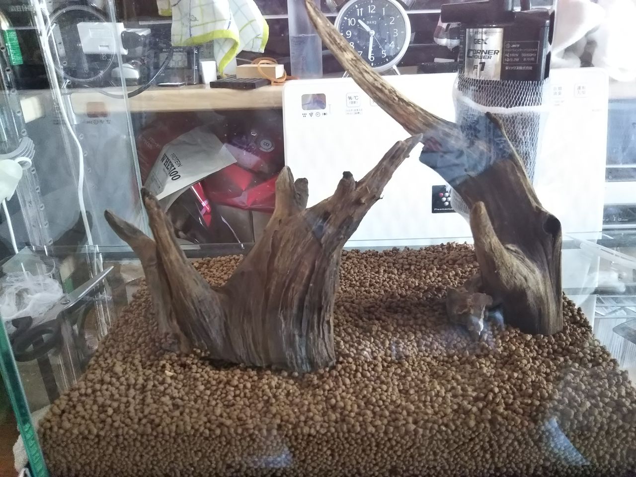 30センチ水槽立ち上げ中 狭くても楽しくガーデニング アクアリウム