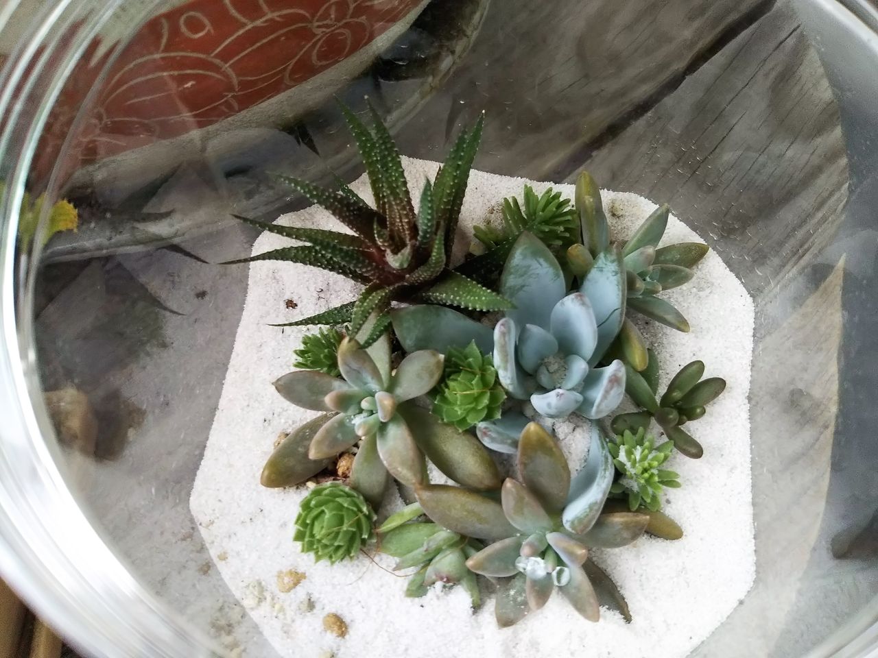 多肉植物で遊んでみる 狭くても楽しくガーデニング アクアリウム 多肉植物で遊んでみる 狭くても楽しくガーデニング アクアリウム