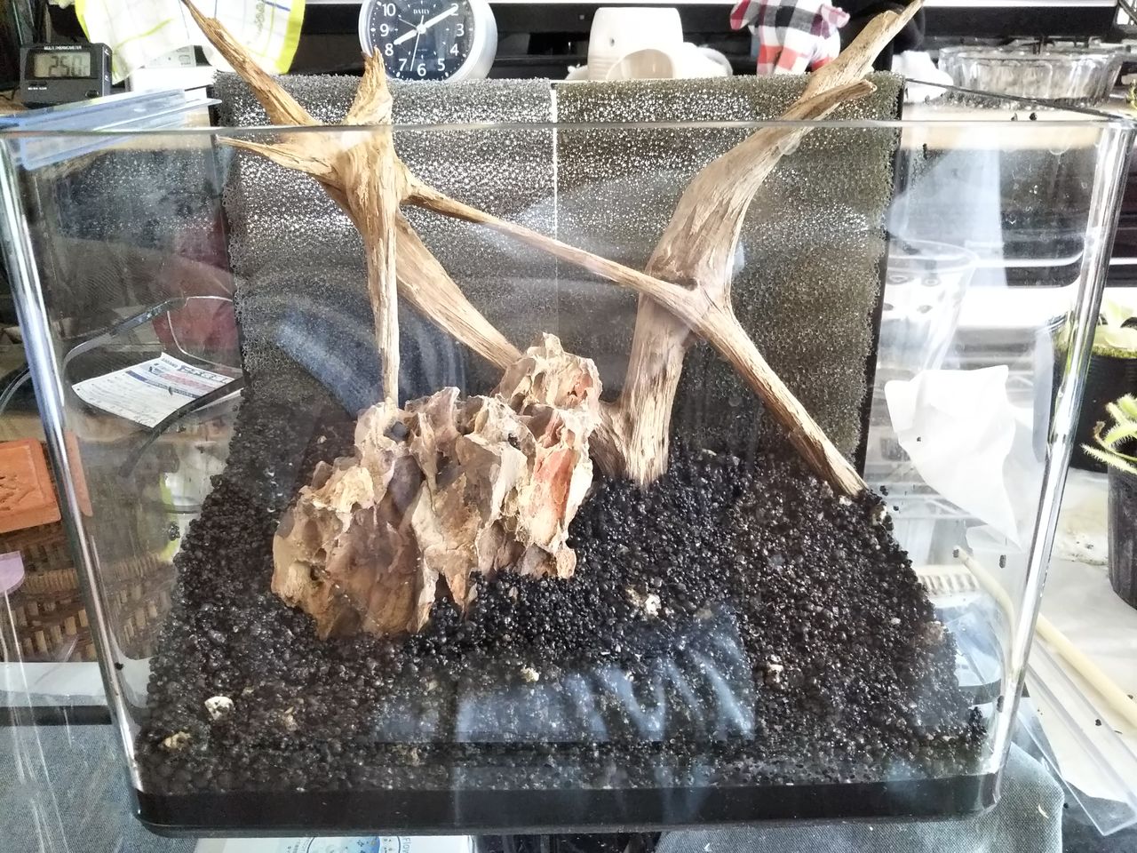 余った水槽で食虫植物 パルダリウム風 狭くても楽しくガーデニング アクアリウム 余った水槽で食虫植物 パルダリウム風 狭くても楽しくガーデニング アクアリウム