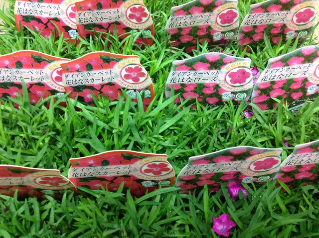 入荷情報 ミニガーデンshigaのブログ