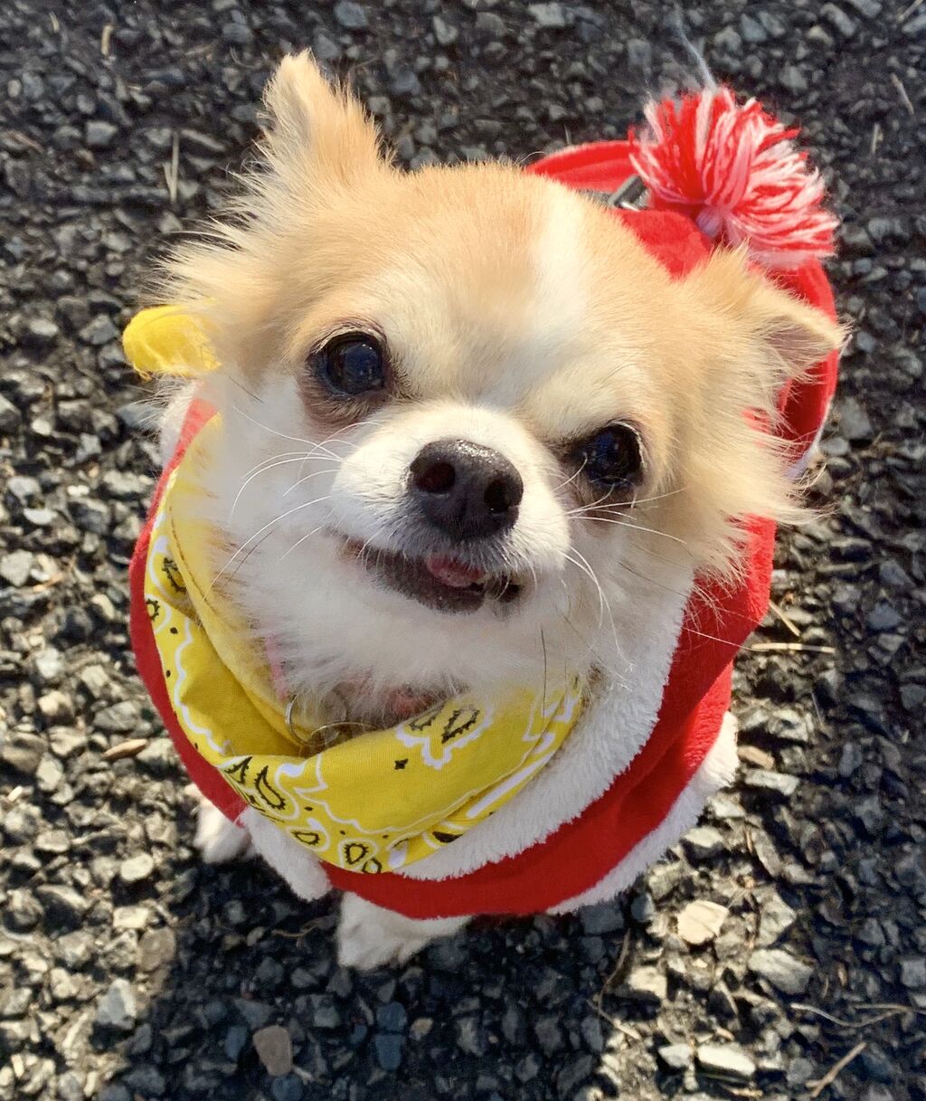 はなびさん通信11 譲渡会ありがとうこざいました Mini Dachs日記 うちのこ 預かりっこ