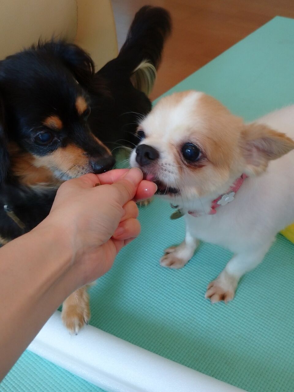 はなびさん通信2 と 保護犬譲渡会のお知らせ Mini Dachs日記 うちのこ 預かりっこ