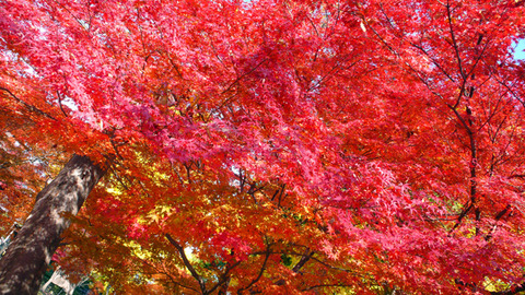 紅葉狩り：栃木県足利市「鑁阿寺(ばんなじ)」の大銀杏は一見の価値有り!