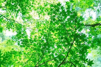 毎日の習慣にしよう! 深呼吸のさまざまなメリット
