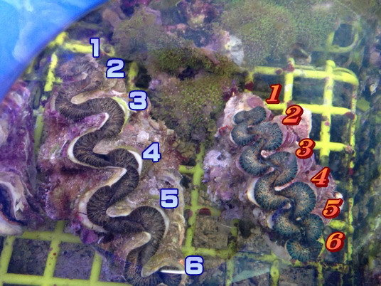 新種のシャコが来た その名もトガリシラナミ ニュースリリース