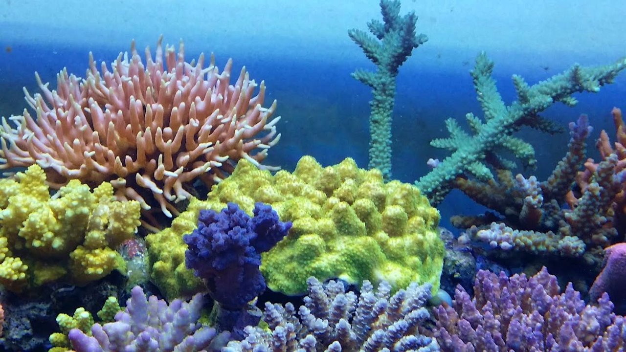 T5のみの撮影と動画 海外でのレイアウトのコツ ニュースリリース