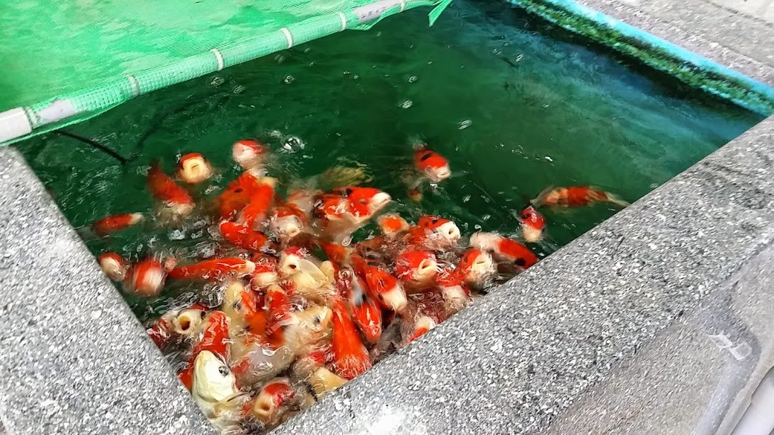 べっぴん錦鯉の 初鯉の味 開発スタート ニュースリリース