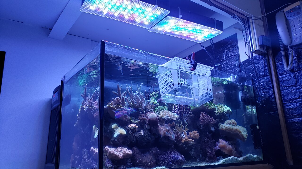 安くミドリイシを飼う方法 : べっぴん珊瑚