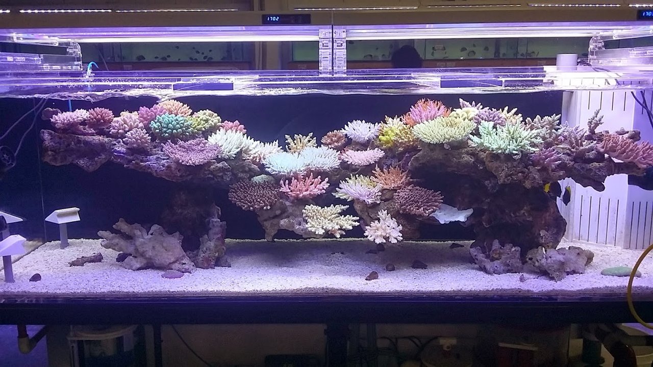 りお ライブロック 盆栽 ハングアウト デスロック レイアウト サンゴ りお ライブロック 盆栽 ハングアウト デスロック レイアウト