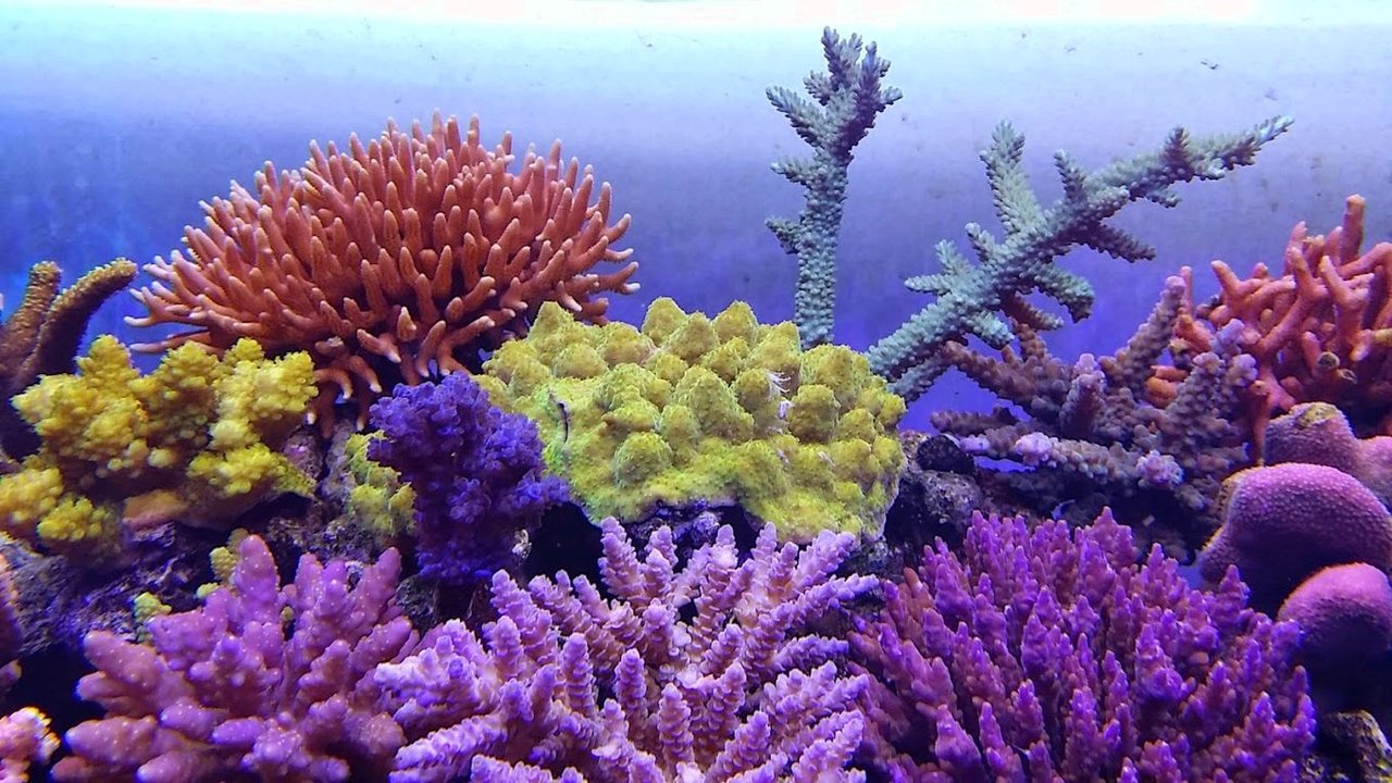 珊瑚まとめ 1210224159_63948ca7e6900.jpg