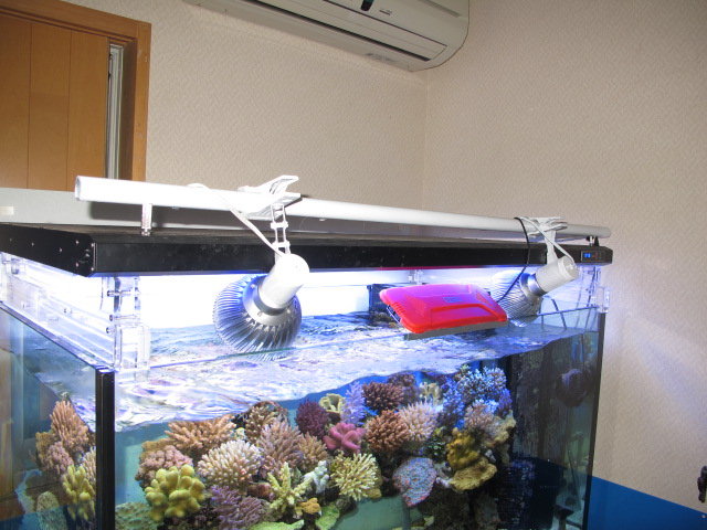 MY灯具の移り変わり : べっぴん珊瑚