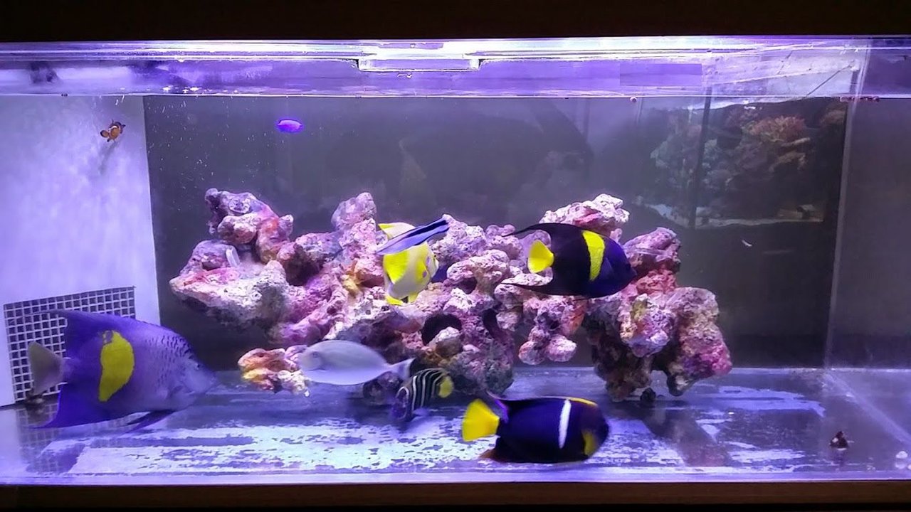 Frp擬岩と錦鯉と素敵なアクアキッチン ニュースリリース