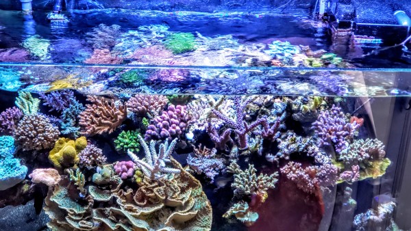 生物層の熟成について考える : べっぴん珊瑚