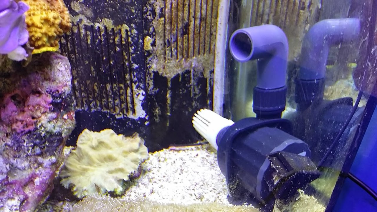 バヌアツ珊瑚との出会い ニュースリリース