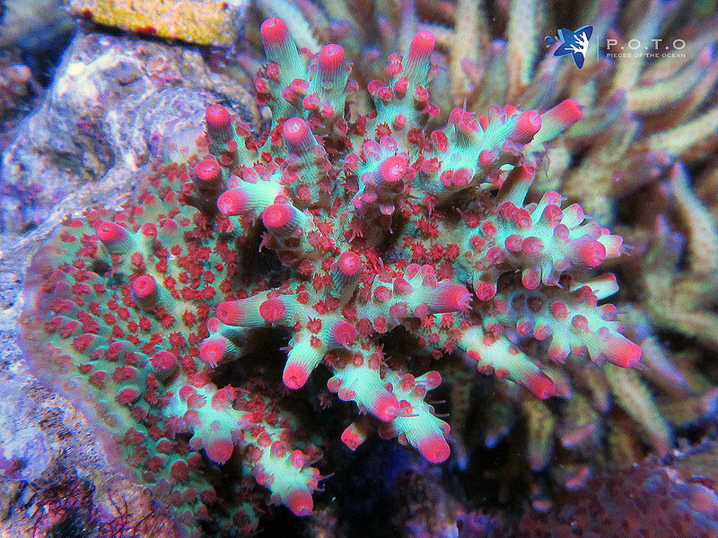 幻のTulip Acropora : べっぴん珊瑚
