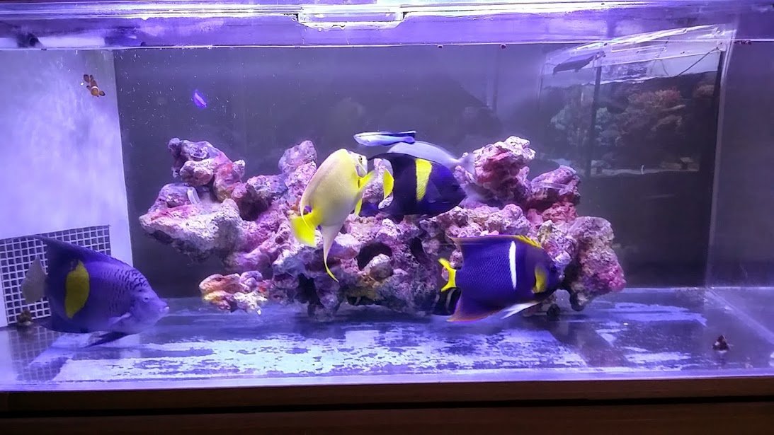 擬岩　レイアウト　アクアリウム　2個 擬岩 レイアウト アクアリウム 2個 人工岩・擬岩を水槽