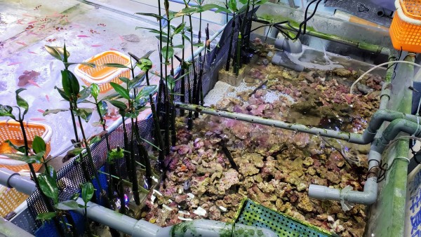 ライブロックレプリカ自作：塗装 | 豆砂飼育日記