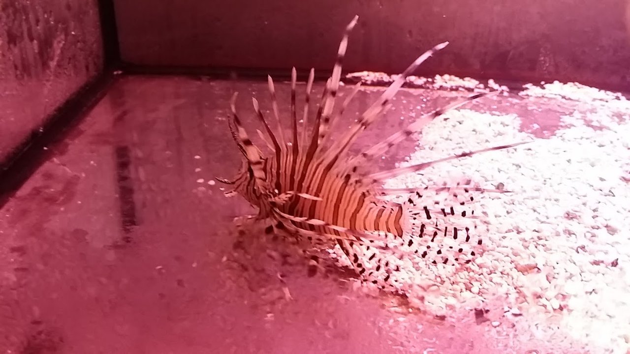 魚編 ニュースリリース