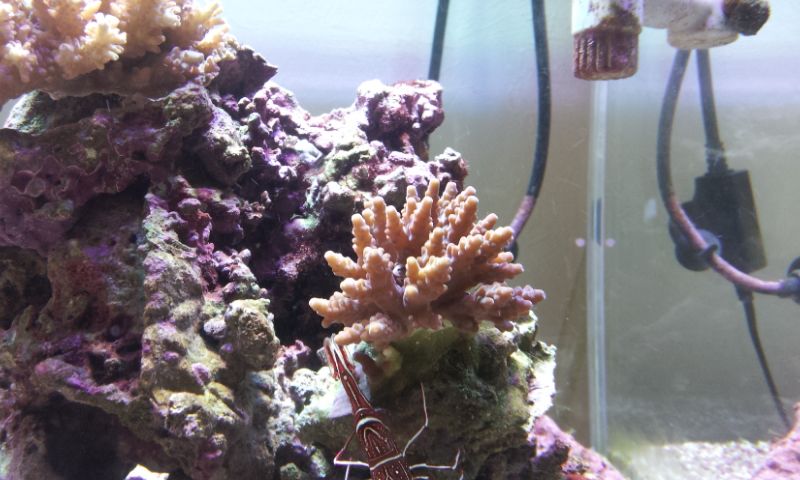 サンゴが茶色になる 質問に答える ニュースリリース