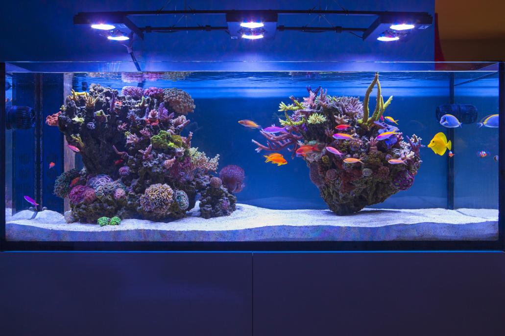 水槽　ライト　サンゴ飼育　ブラックボックス サンゴ水槽に激安のフルスペクトルLEDを導入！中華製 ブラック