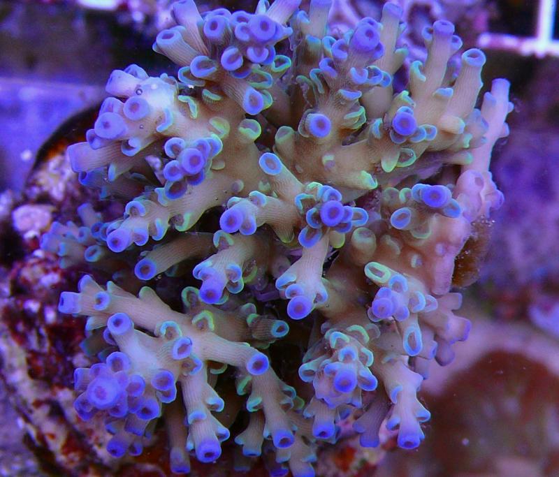 【オーストラリア産】ミドリイシ“エチナタ” No.3 オーストラリア産ミドリイシ\u201cエチナタ\u201d No.1 Coral Sea Japan