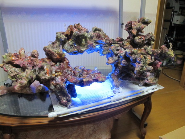 サンゴレイアウト擬岩