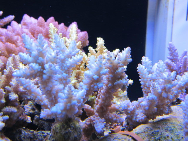 ZEOVIT と レイアウト : べっぴん珊瑚