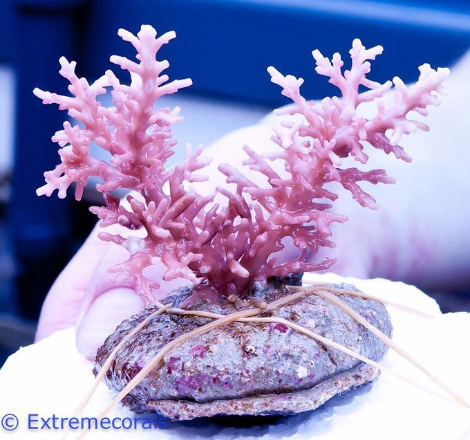 最終値下げ レッドドラゴン ミドリイシ