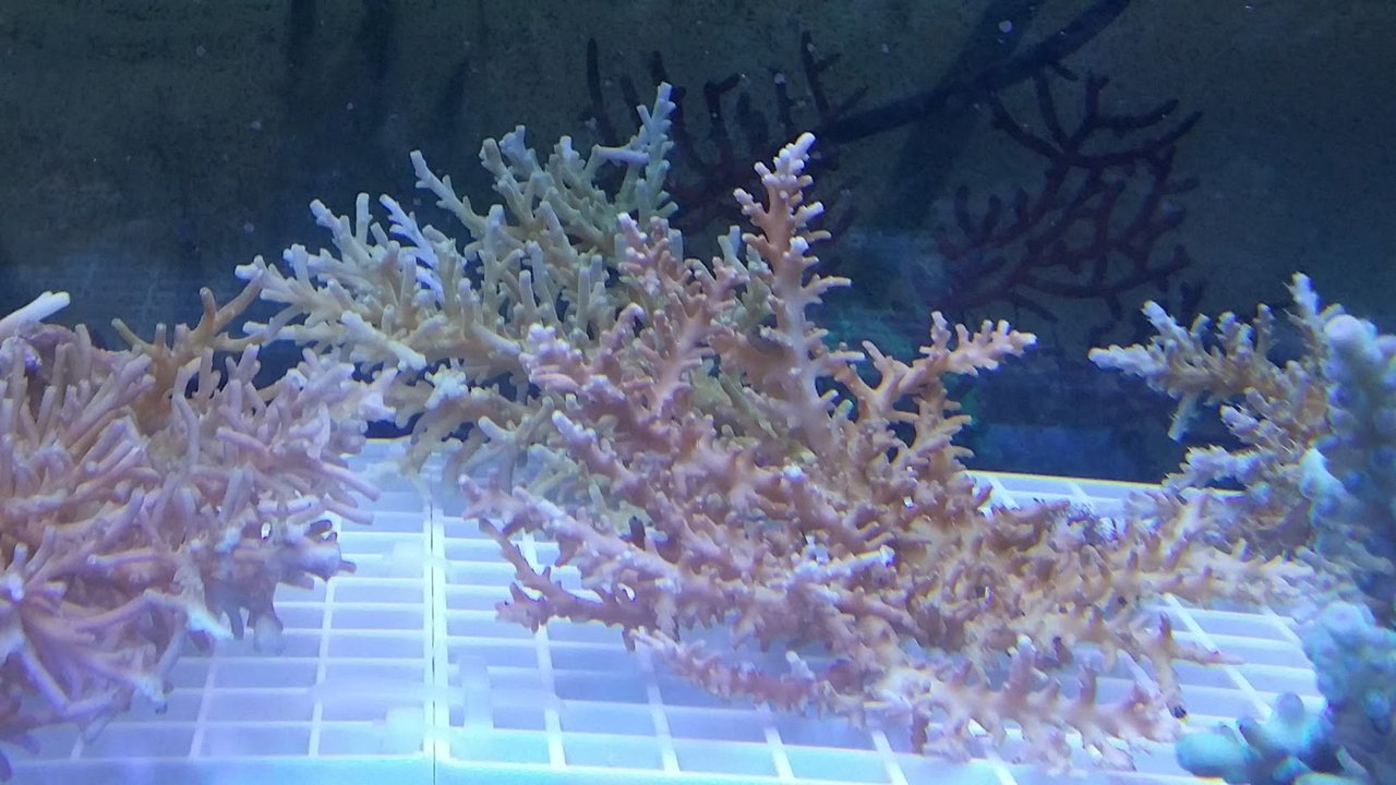 最終値下げ レッドドラゴン ミドリイシ Acropora Red Dragon | おがと 