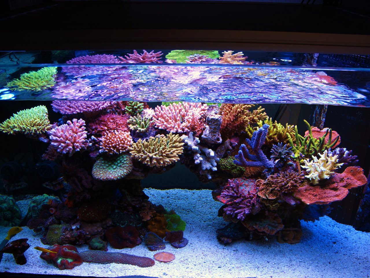 ZEOVIT 続き : べっぴん珊瑚