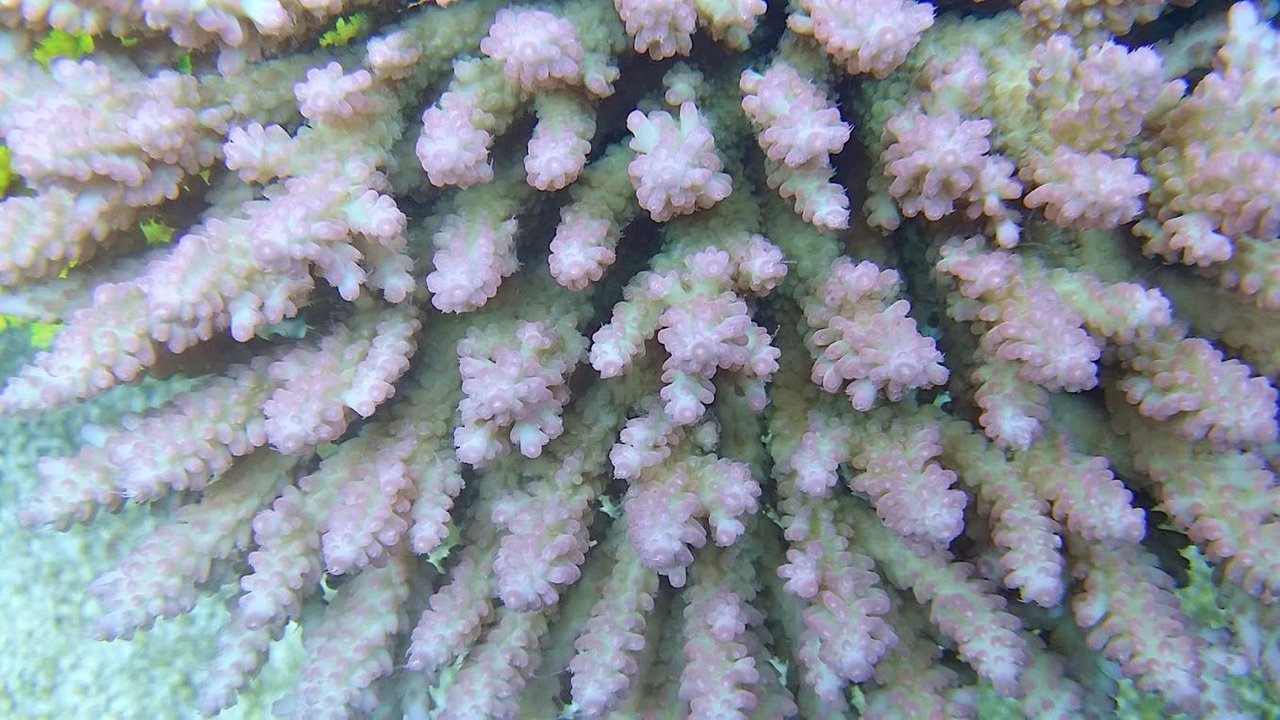 OG1出陣ヽ(•̀ω•́ )ゝ : べっぴん珊瑚