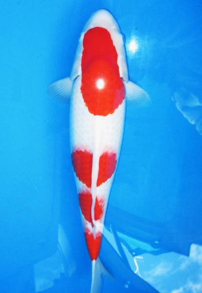 お買い得！4匹セットレジェンド血統　錦鯉 べっぴん珊瑚が海外でも販売♪ 大日錦鯉（紅白）が来た！ : べっぴん珊瑚