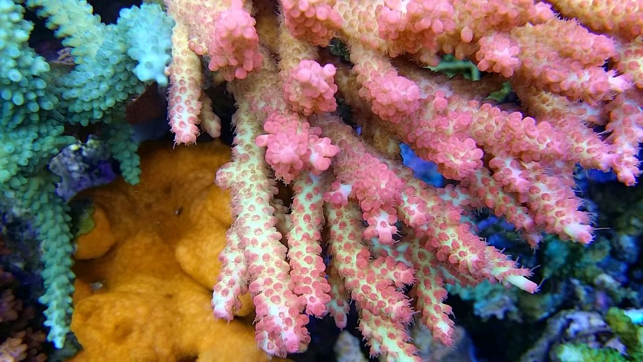 T5のみの撮影と動画 海外でのレイアウトのコツ : べっぴん珊瑚 T5のみの撮影と動画 海外でのレイアウトのコツ : べっぴん珊瑚
