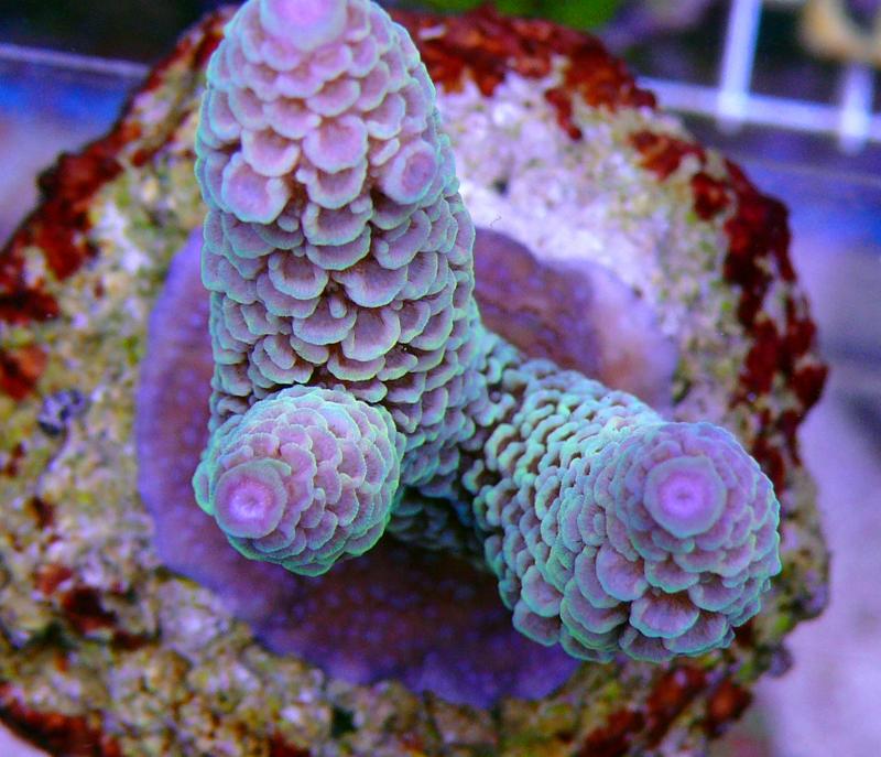 【オーストラリア産】ミドリイシ“エチナタ”【フルブルー】 海外へ流れた美しいバリ・ブリードを紹介 : べっぴん珊瑚