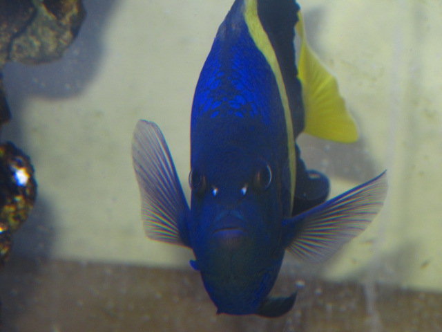 アフリカヌス アズファー