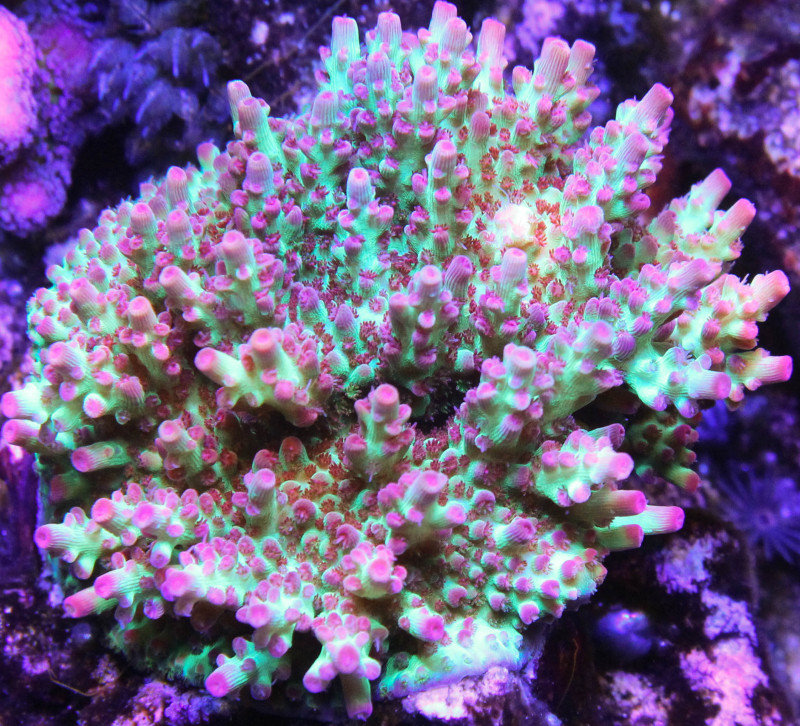 苺珊瑚 楽天市場】血赤珊瑚 さんご サンゴ ダイヤ リング 指輪 オーバル