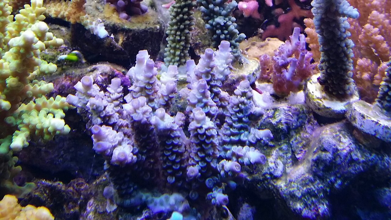 ヘビ貝。ZEOVITの謎 : べっぴん珊瑚