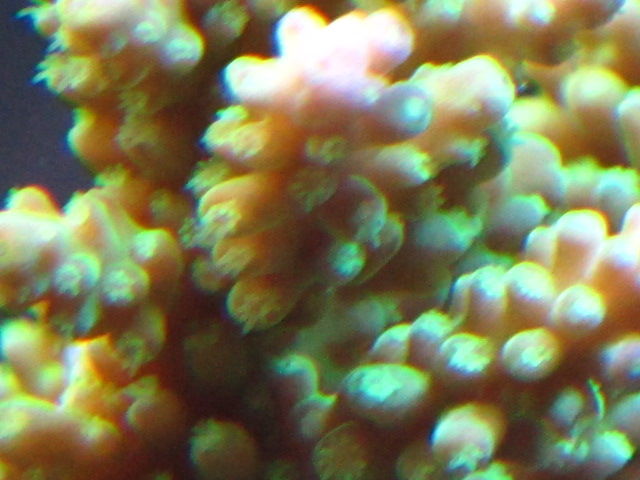 マニラ便で良く見るハダムシ ベネデニア症benedeniosis ニュースリリース