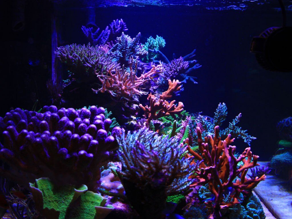 aqua illuminations hydra 52 aqua illuminations hydra 52