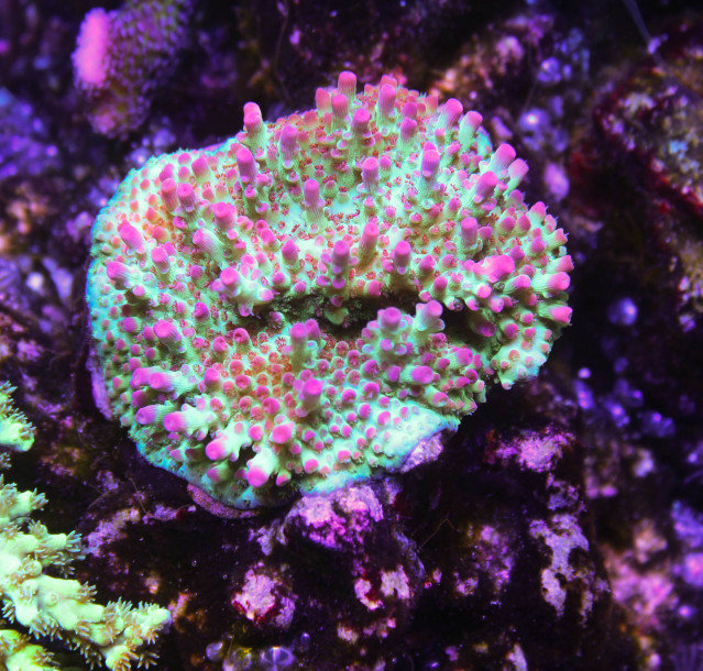 幻のTulip Acropora : べっぴん珊瑚