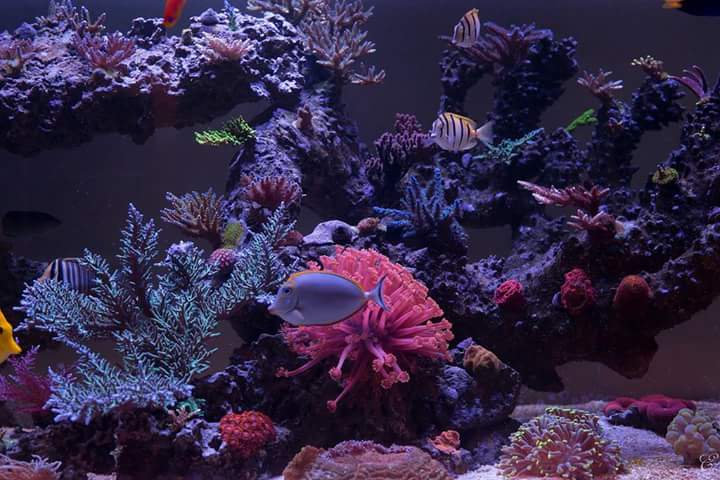 テーブルサンゴ 巨大 アクアリウム用 R2Rの綺麗な水槽を紹介(๑˃̵ᴗ˂̵)و : べっぴん珊瑚