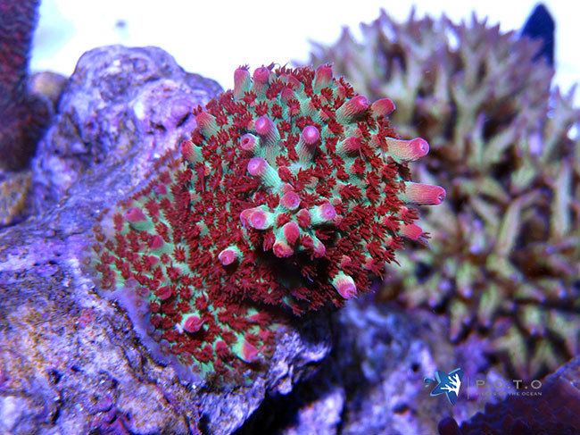 苺珊瑚 楽天市場】血赤珊瑚 さんご サンゴ ダイヤ リング 指輪 オーバル