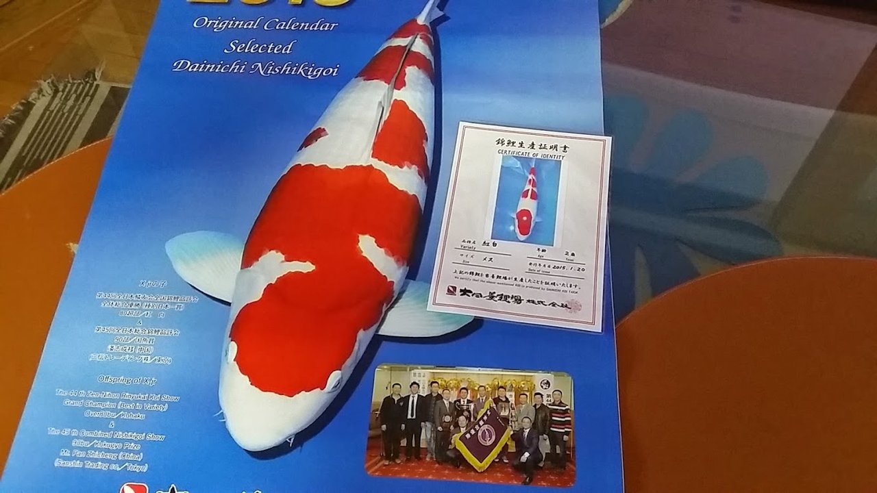 べっぴん珊瑚が海外でも販売♪ 大日錦鯉（紅白）が来た！ : べっぴん珊瑚